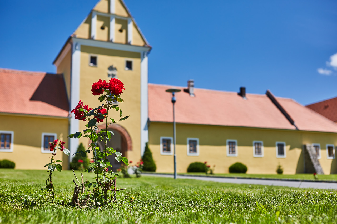 Schüttkasten Geras mit Rosen im Vordergrund
